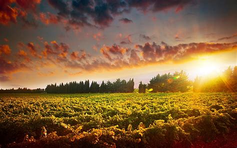 Stunning Sunset Landscape Of Grape Field Nasobih Nasobih Naturals Ltd
