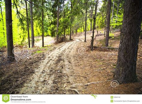 Tracks In Forest Stock Photography Image 5094742