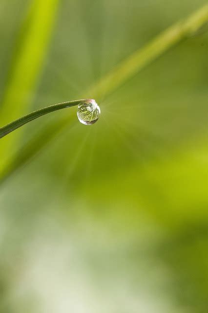 Grass Dewdrop Rain Free Photo On Pixabay Pixabay
