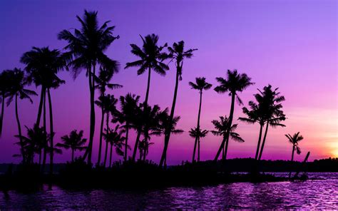 Download Wallpaper 2560x1600 Palm Trees Silhouette