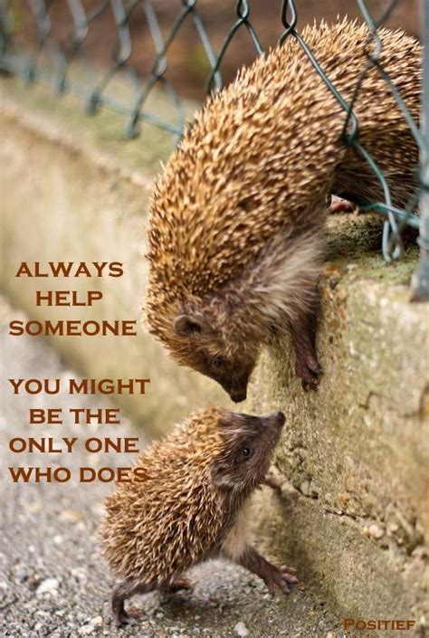 Hedgehog image quotes for facebook status, your website or blog. quotes- sayings- inspiration - helping hand - hedgehog - cute animal | Cute animals, Animals ...