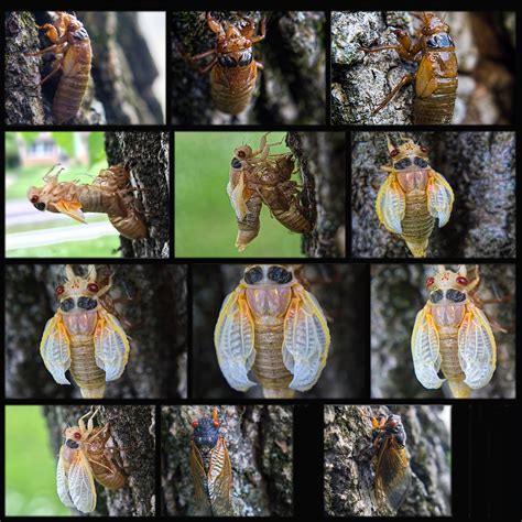 Cicadas Emerging The 17 Year Cicadas Have Begun Coming Out Flickr