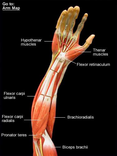 Muscles Label Diagram Forearm