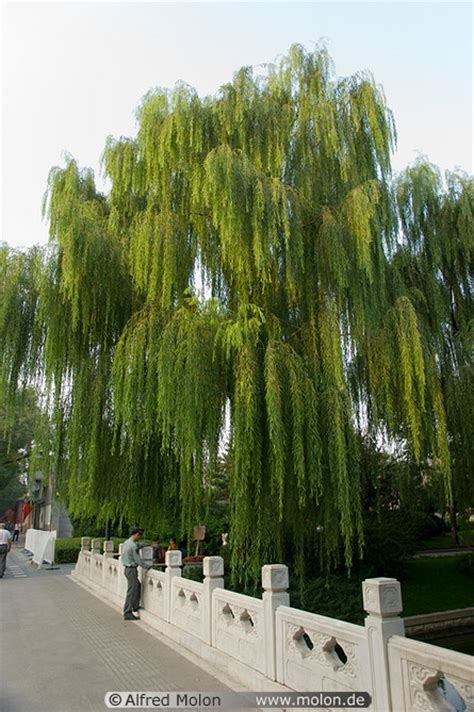 Small Garden Design Weeping Willow Tree Weeping Willow The Perfect Landscaping Tree