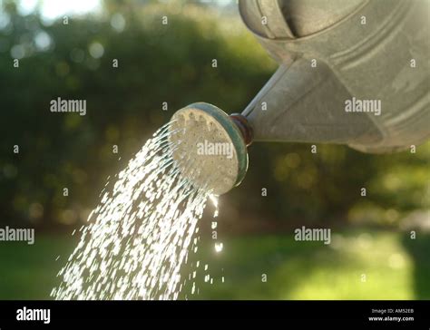Watering Can Pouring Water On A Garden Stock Photo Alamy