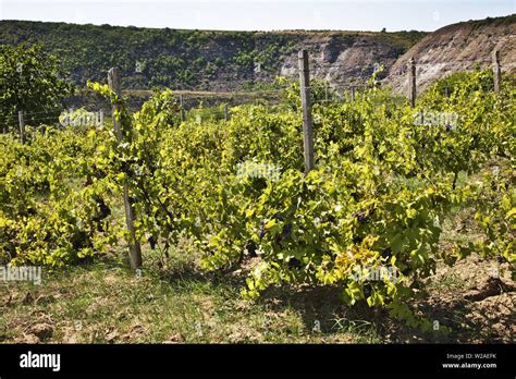 Moldova Vineyard Hi Res Stock Photography And Images Alamy