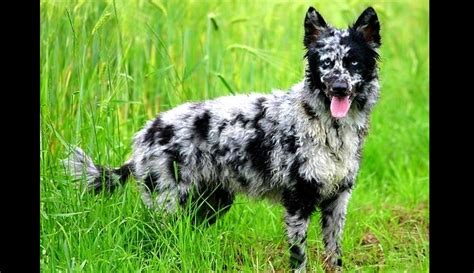 13 Coolest Looking Dog Breeds Life With Dogs