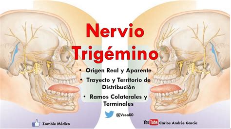 Anatom A Nervio Trig Mino Ganglios Ramos Oft Lmico Maxilar Y Mandibular Youtube