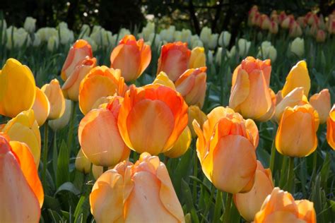 About Us Golden Hour Tulips