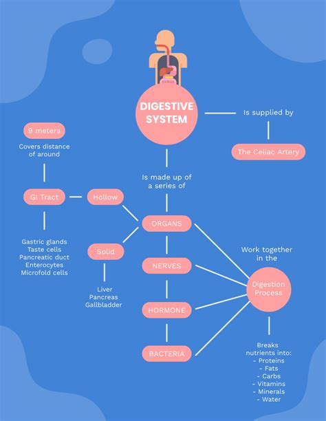 Digestive System Mind Map In Digestive System Mind Map Digestion The