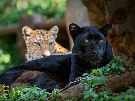 Black Panther Facts Habitat Diet Britannica Vlrengbr
