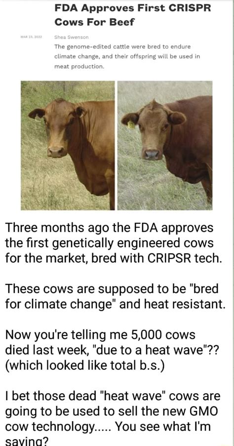 Fda Approves First Crispr Cows For Beef The Genome Edited Cattle Were