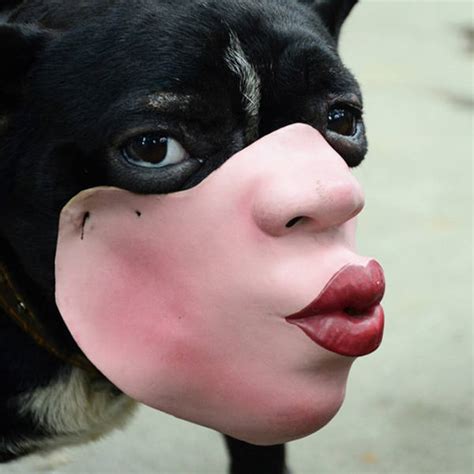 Imagine Seeing A Dog With A Humans Face Now This Can Be Real 11 Pics