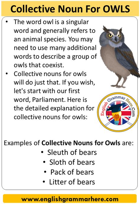 Collective Noun For Owls Collective Nouns List Owls English Grammar Here