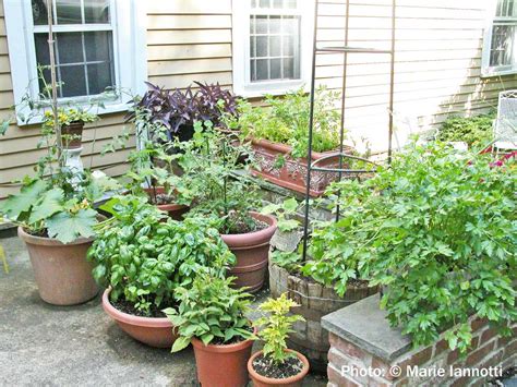 Container vegetable gardening is a sure way to introduce children to the joys and rewards of vegetable almost any vegetable that will grow in a typical backyard garden will also do well as a. Container Vegetable Gardening