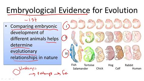 Embryological Evidence For Evolution Youtube