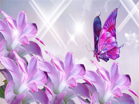 39 Pink Butterfly Wallpaper Flower Wallpapersafari