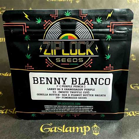 Ziplock Seeds Benny Blanco 10 Feminized Seeds Gaslamp Seeds