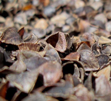 They provide you with a cooling effect throughout the night because the air can flow through the little buckwheat husks. Bulk Certified Organic Buckwheat Hulls in 2020 | Buckwheat ...