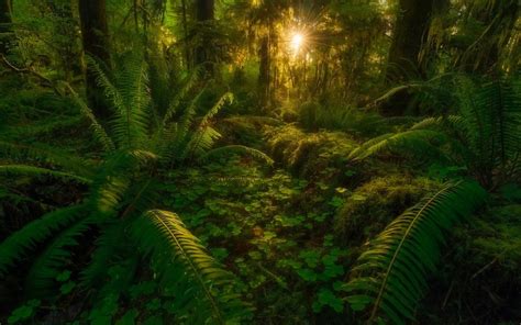 Tropical Rainforest Windows 10 Theme Themepackme