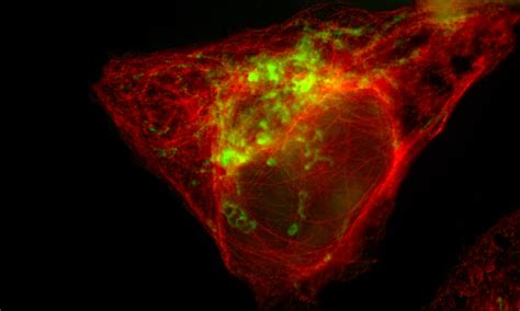 Beyond Colour In Cellular Microscopy Rmit University