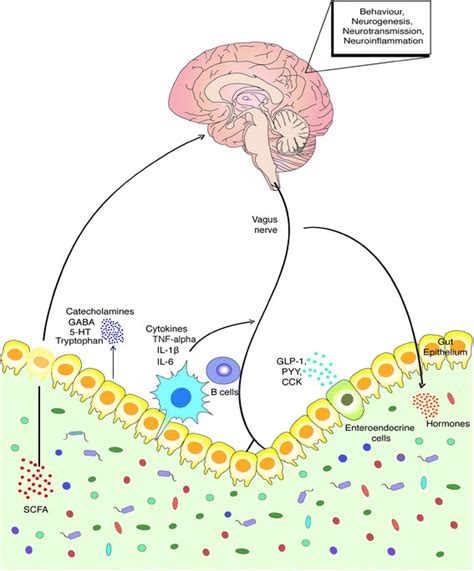 Key Communication Pathways Of The Microbiotagutbrain Axis There Are