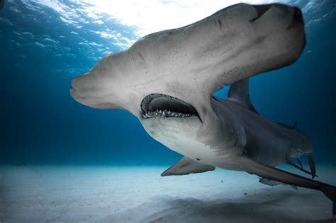 Ready For Shark Week The Most Surprising Facts About Sharks