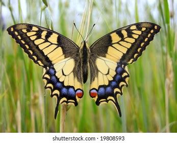 Swallowtail Butterfly Stockfoto Shutterstock
