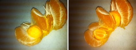 Found This Orange Growing Inside My Orange Yesterday Pics