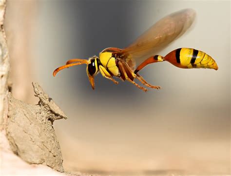 Buzzing Wasp Animal Wallpaper 831 1969x1500 Wallpaper Hd Wallpaper