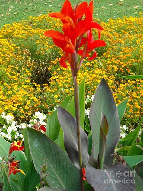 Tall Red Flower In Garden Photograph By Liliana Ducoure