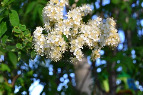 Free Images Tree Nature Branch Blossom White Sunlight Leaf