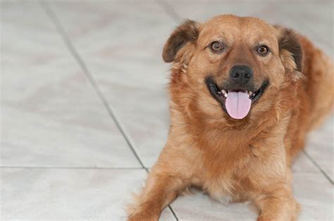 Images Gratuites Chiot Canin Animal De Compagnie Golden Retriever