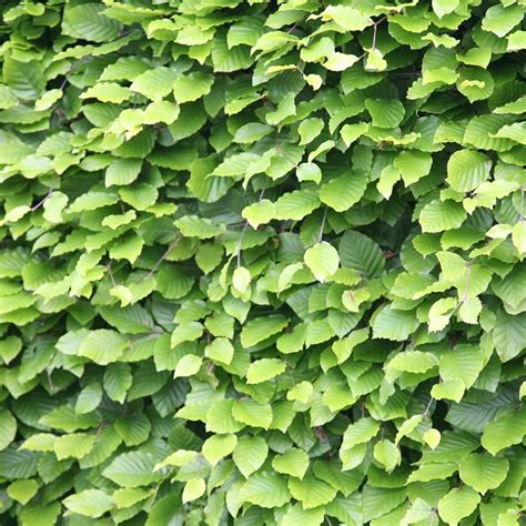 Buy Common Beech 60 80cm Tall 2 Years Old Bare Root Hedging Fagus