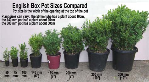 Plant Pot Sizes Chart Uk