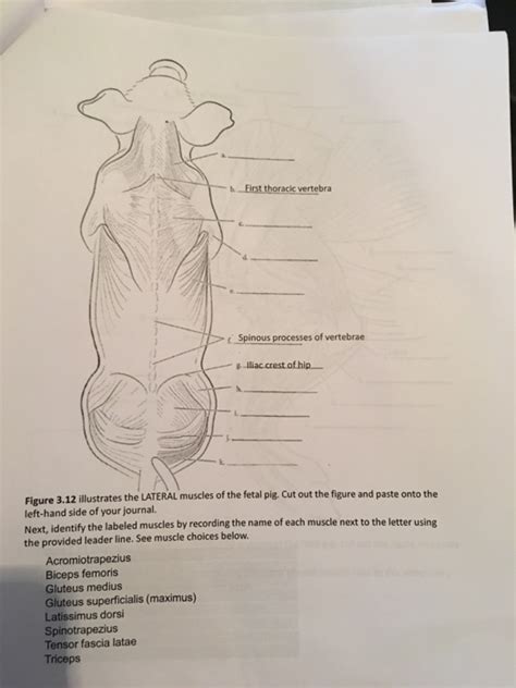 Fetal Pig Muscle Diagram Wiring Diagram