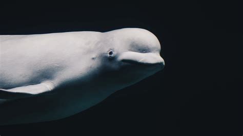 Government Secretly Approves Beluga Export Permits Before Whale