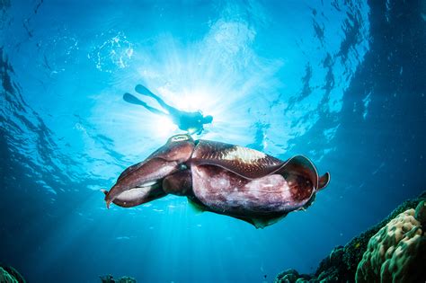 Top 115 Marine Coastal Animals