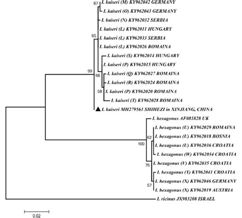 Phylogenetic Tree Based On The COI Gene Including Sequences Obtained Download Scientific