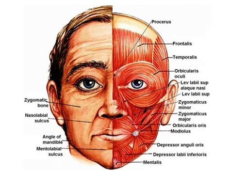 Muscles Of Facial Expression