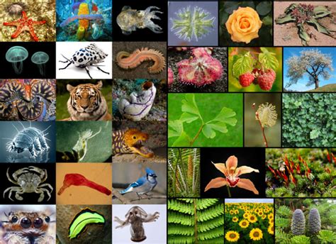 Earth Is Home To 87 Million Species Wordlesstech