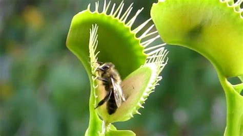 Venus Flytrap Eating A Bee Youtube