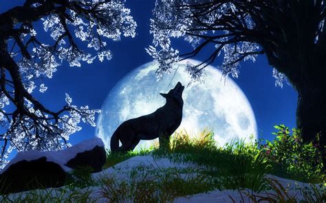 Here are only the best fox wallpapers. 6247 Night Fox Beautiful Computer Background Wallpaper ...