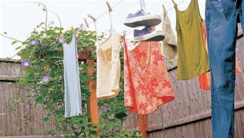 Use A Clothesline As A Trellis For Beans Or Morning Glories Bean