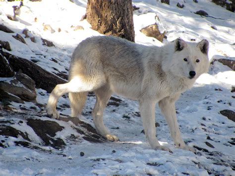 Best arctic wolf wallpaper, desktop background for any computer, laptop, tablet and phone. 66+ Arctic Wolf Wallpaper on WallpaperSafari