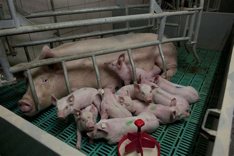 Introduction To Piglet Nutrition Back To The Basics Pig Progress