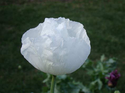 Persian White Poppy 250 Seeds Etsy