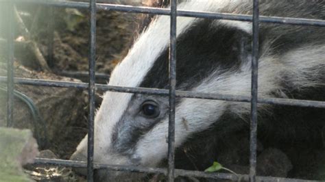 Badger Culling New Vaccination Programmes Raise Questions Over