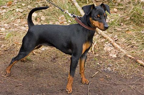 Miniature Pinscher Dog Breed Information Pictures And More