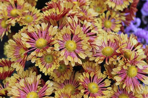 Red And Yellow Chrysanthemum Flowers Stock Image Image Of Daisy